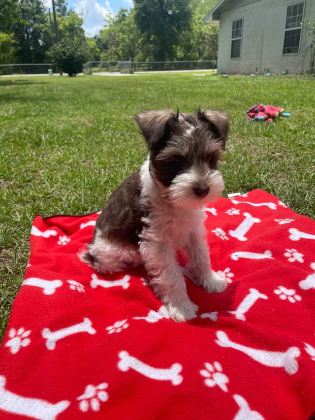 Miniature Schnauzer Puppies media 13