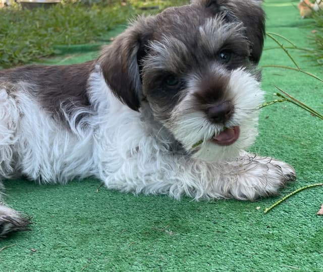 Miniature Schnauzer Puppies media 2