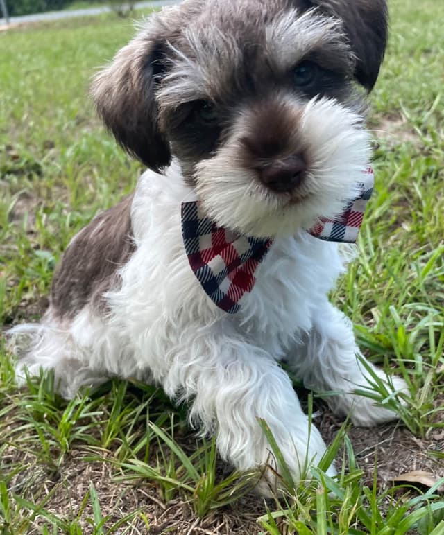 Miniature Schnauzer Puppies media 14
