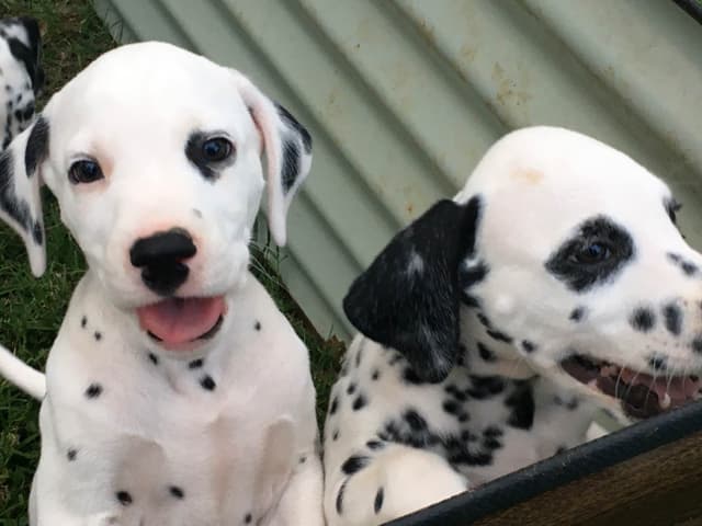 Dalmatian Puppies media 2