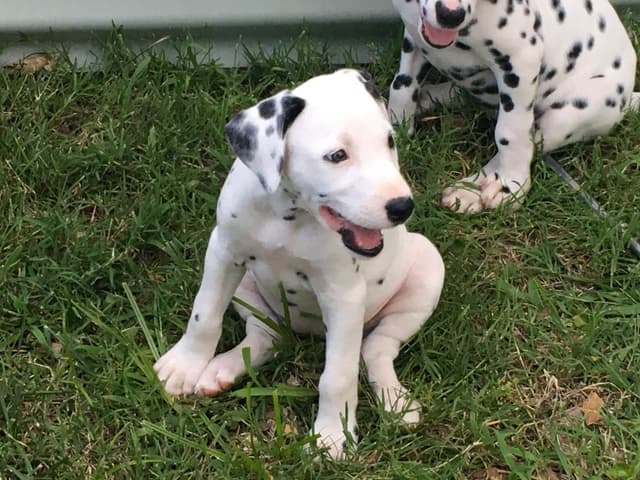 Dalmatian Puppies media 4