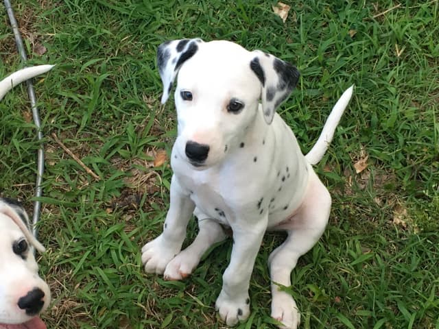 Dalmatian Puppies media 6