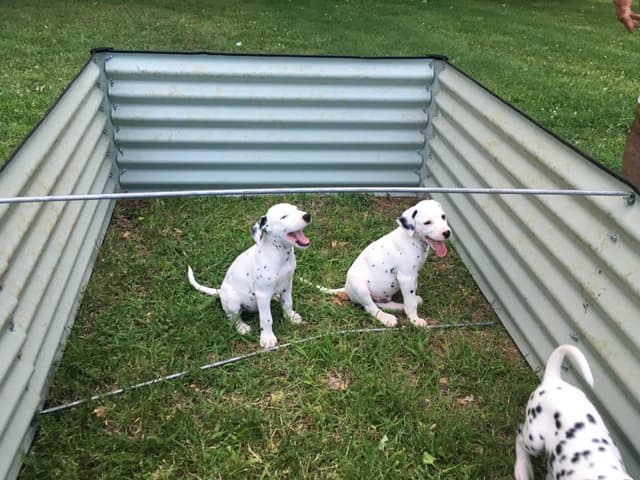 Dalmatian Puppies media 3
