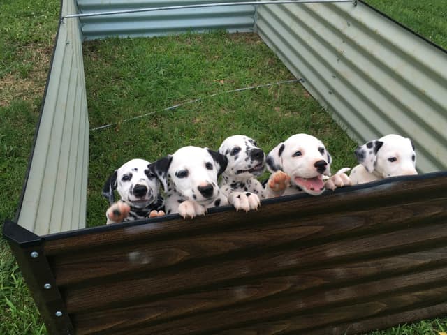 Dalmatian Puppies media 5