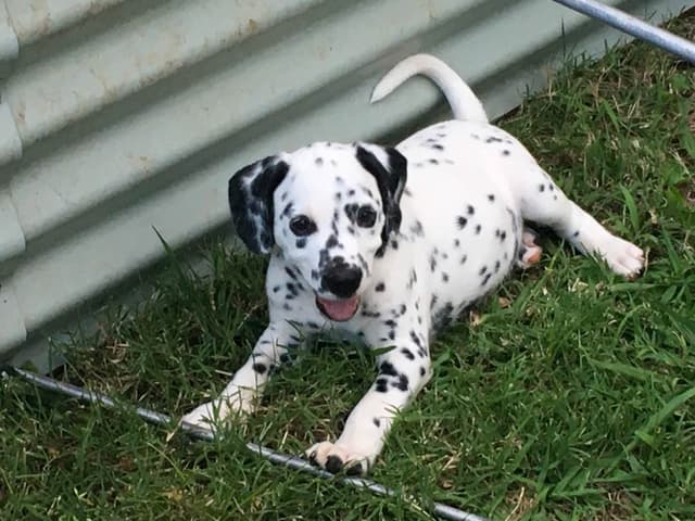 Dalmatian Puppies media 4