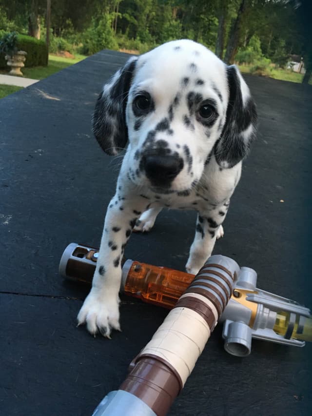 Dalmatian Puppies media 7