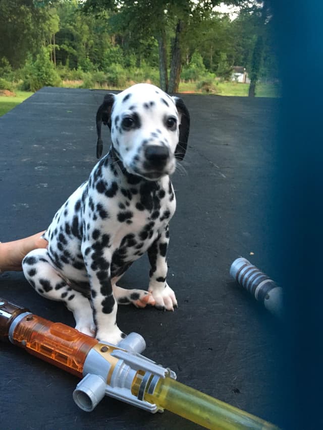 Dalmatian Puppies media 3