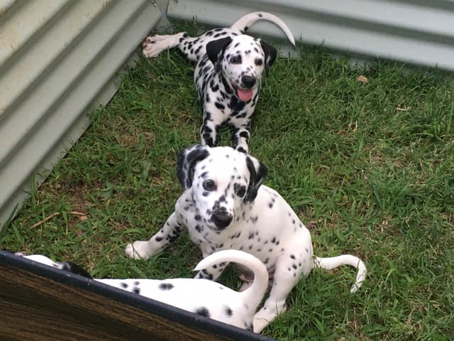 Dalmatian Puppies media 2