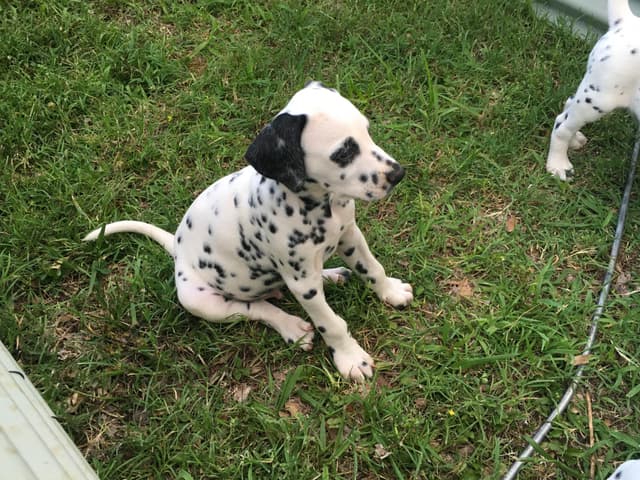 Dalmatian Puppies media 6