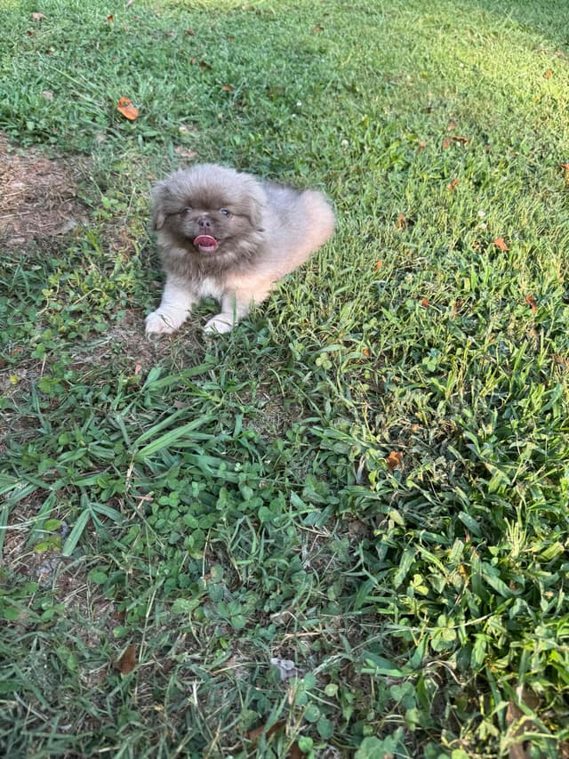 Pekingese Puppies media 2