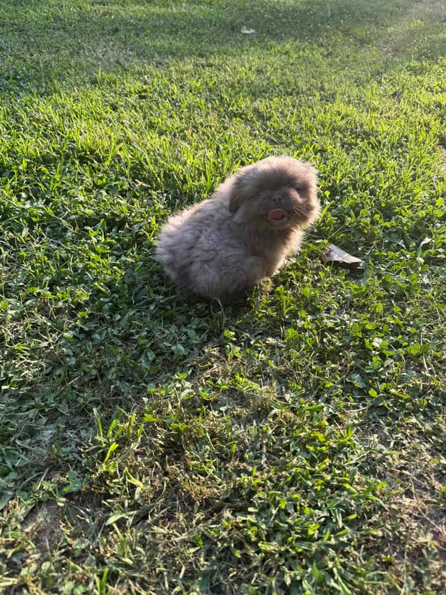 Pekingese Puppies media 3