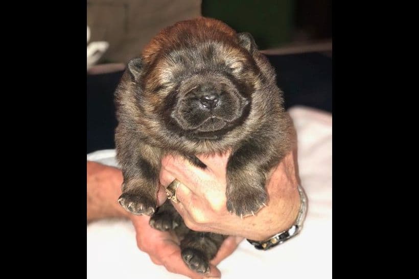 Chow Chow Puppies breeder image 5