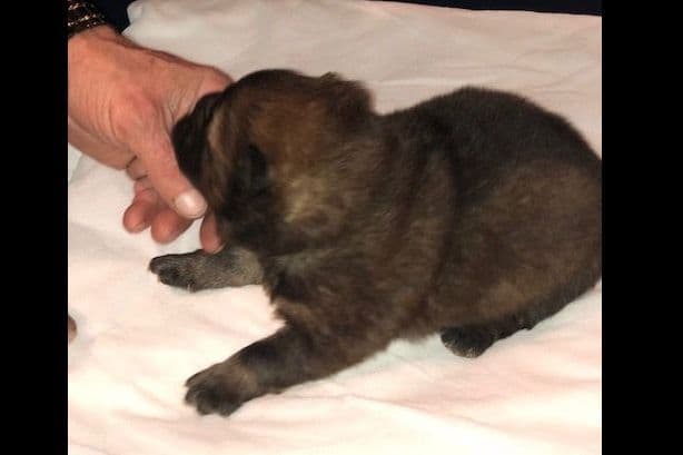 Chow Chow Puppies breeder image 4