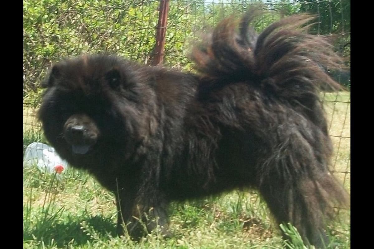 Chow Chow Puppies breeder image 1