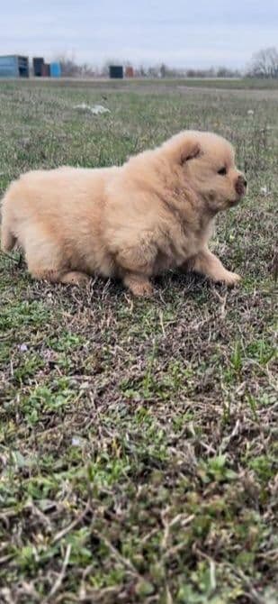 Chow Chow Puppies breeder image 6