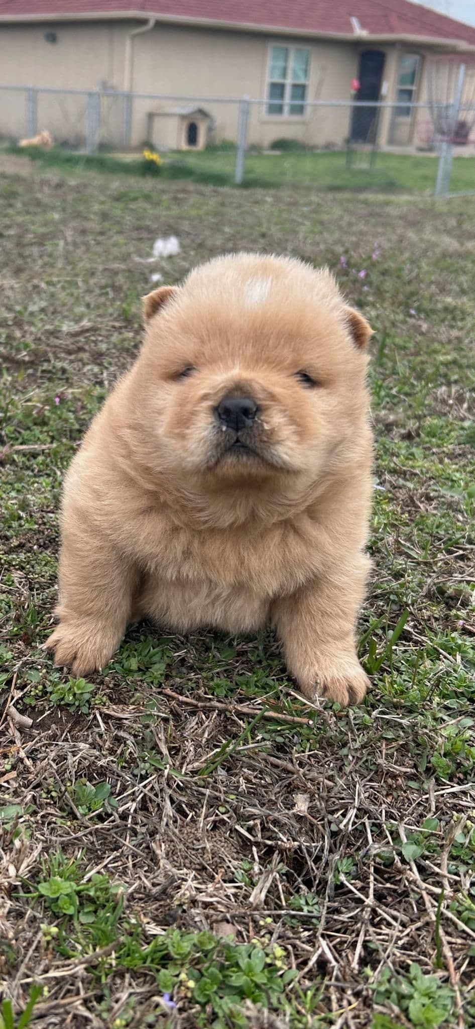 Chow Chow Puppies breeder image 7