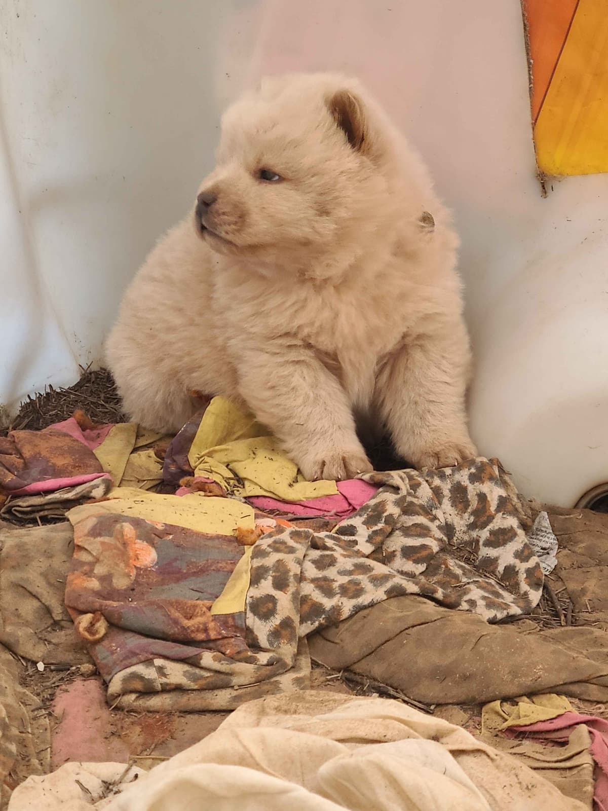 Chow Chow Puppies breeder image 8