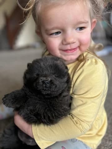 Chow Chow Puppies breeder image 9