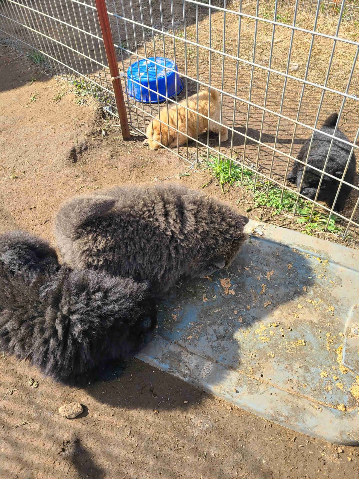 Chow Chow Puppies breeder image 11