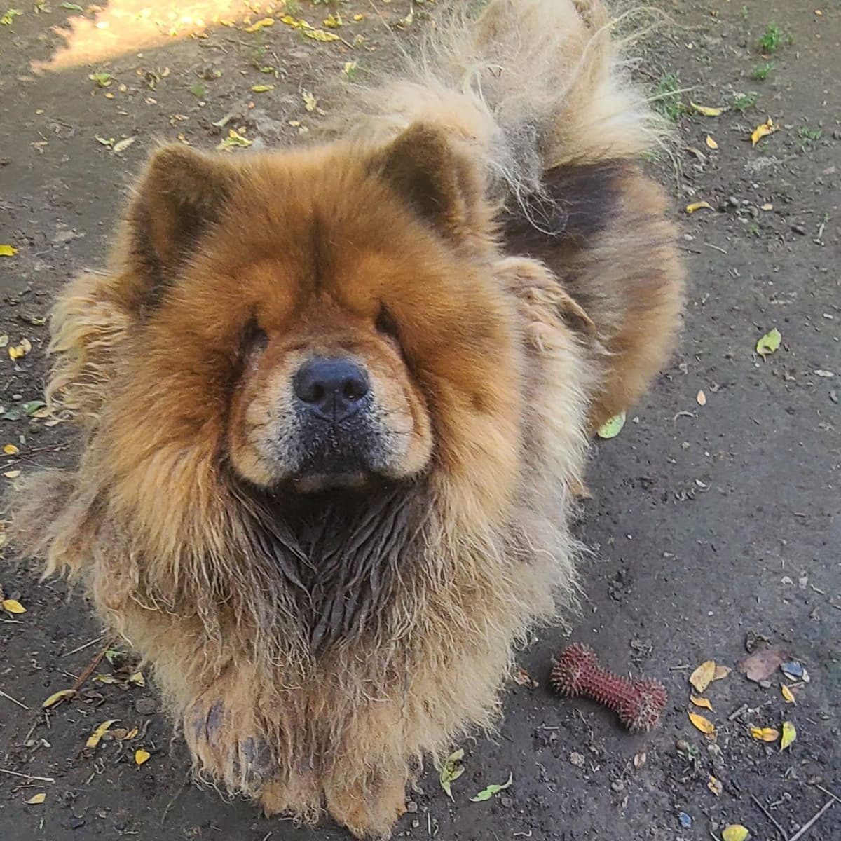 Chow Chow Puppies breeder image 12