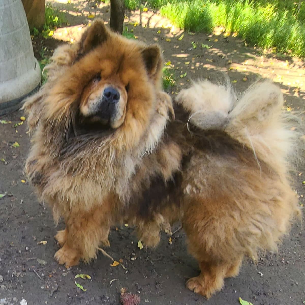 Chow Chow Puppies breeder image 13