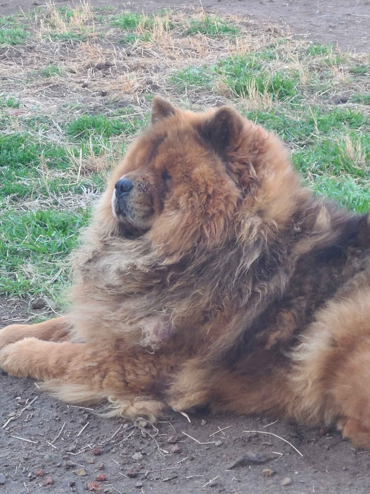 Chow Chow Puppies breeder image 14