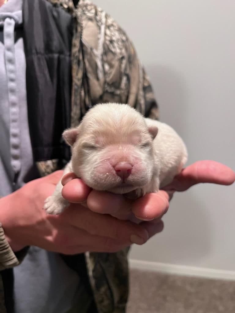 Chow Chow Puppies breeder image 15