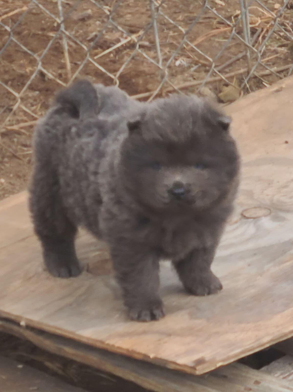 Chow Chow Puppies breeder image 16
