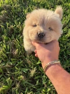 Chow Chow Puppies breeder image 17