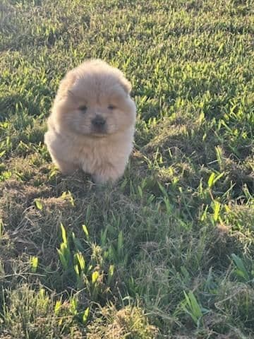 Chow Chow Puppies breeder image 18
