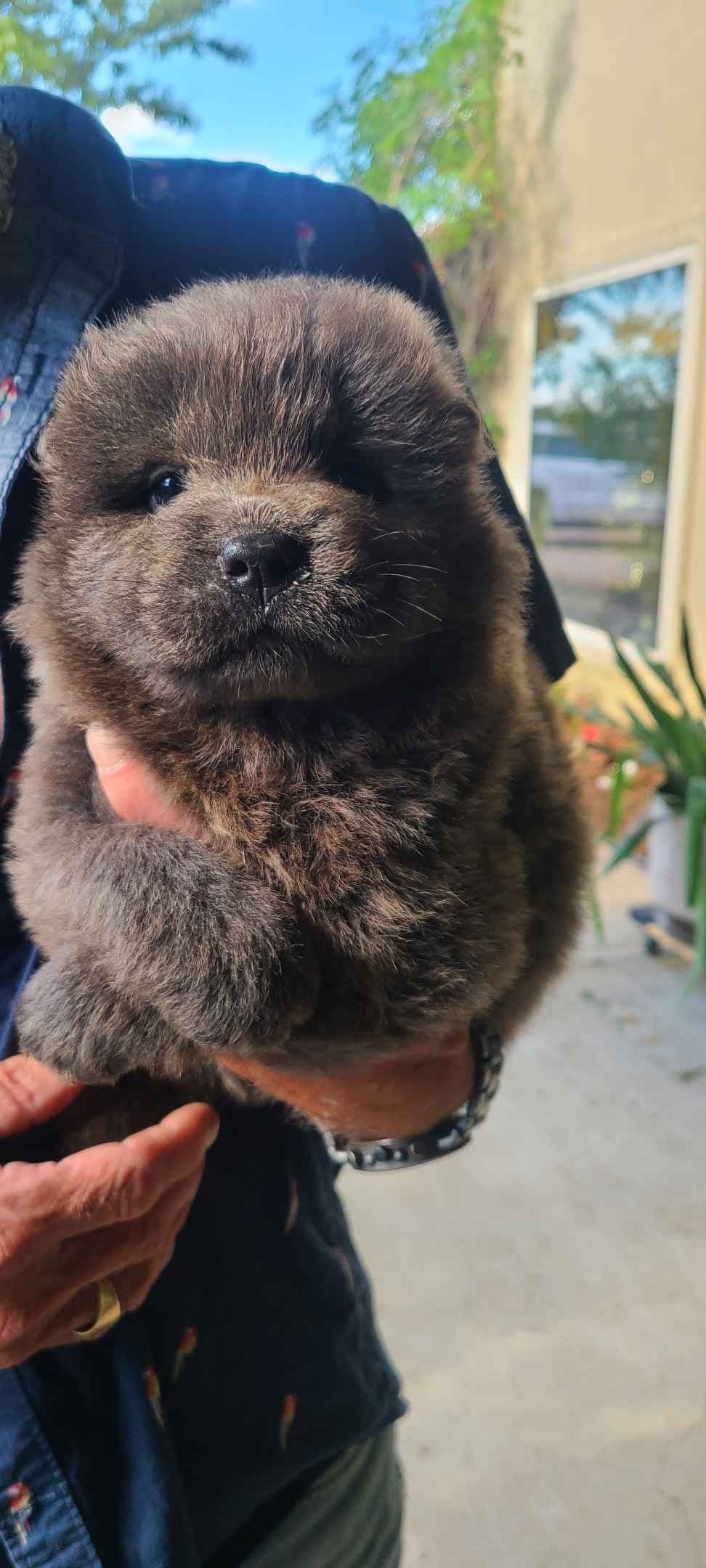 Chow Chow Puppies breeder image 19