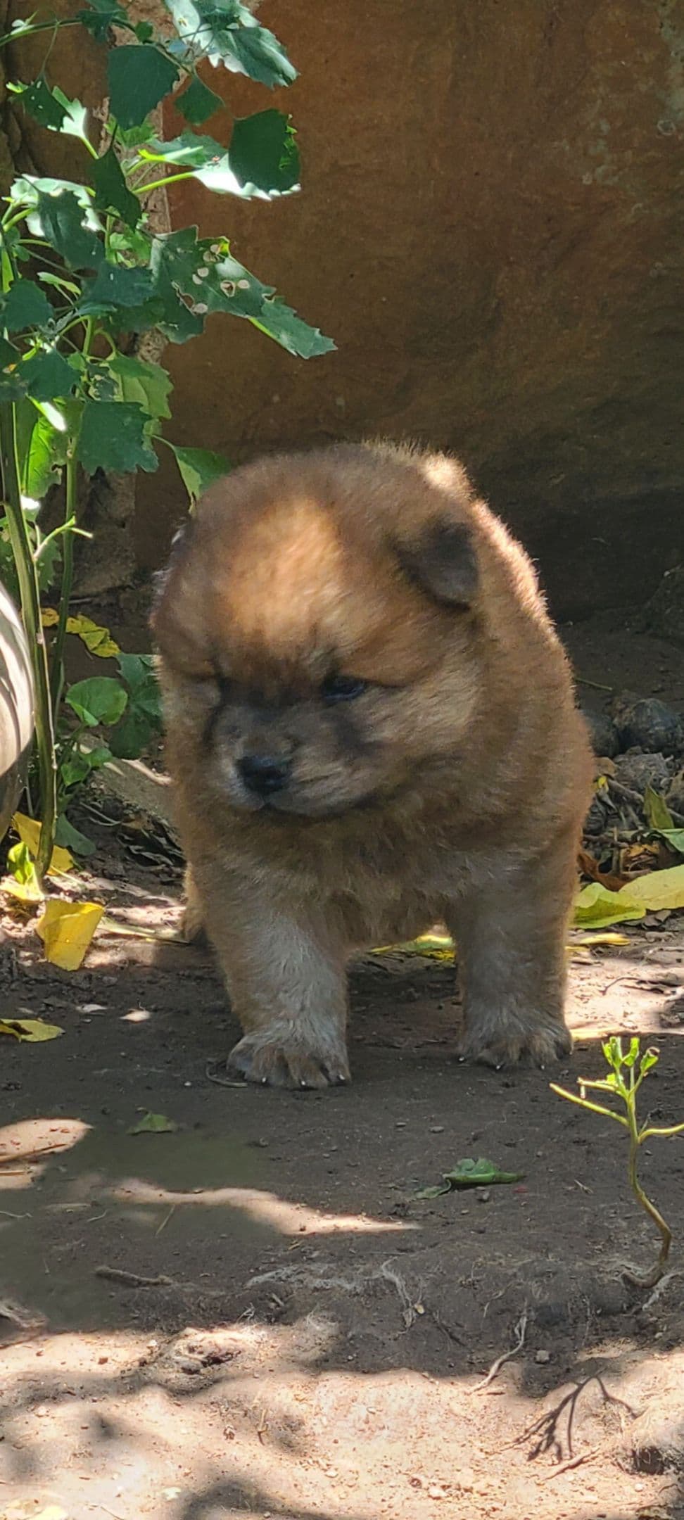 Chow Chow Puppies breeder image 21