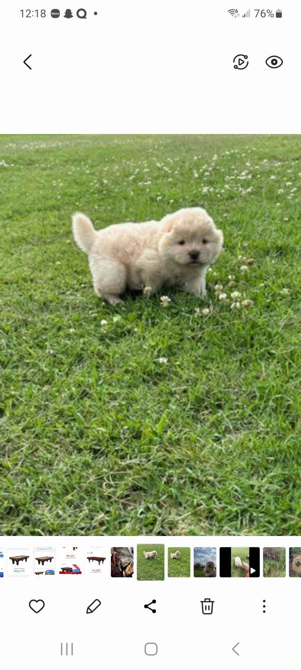 Chow Chow Puppies breeder image 22
