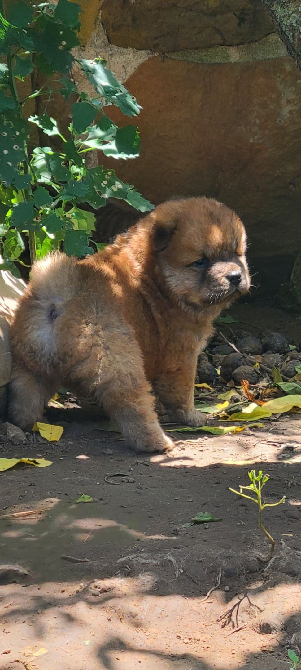 Chow Chow Puppies breeder image 23