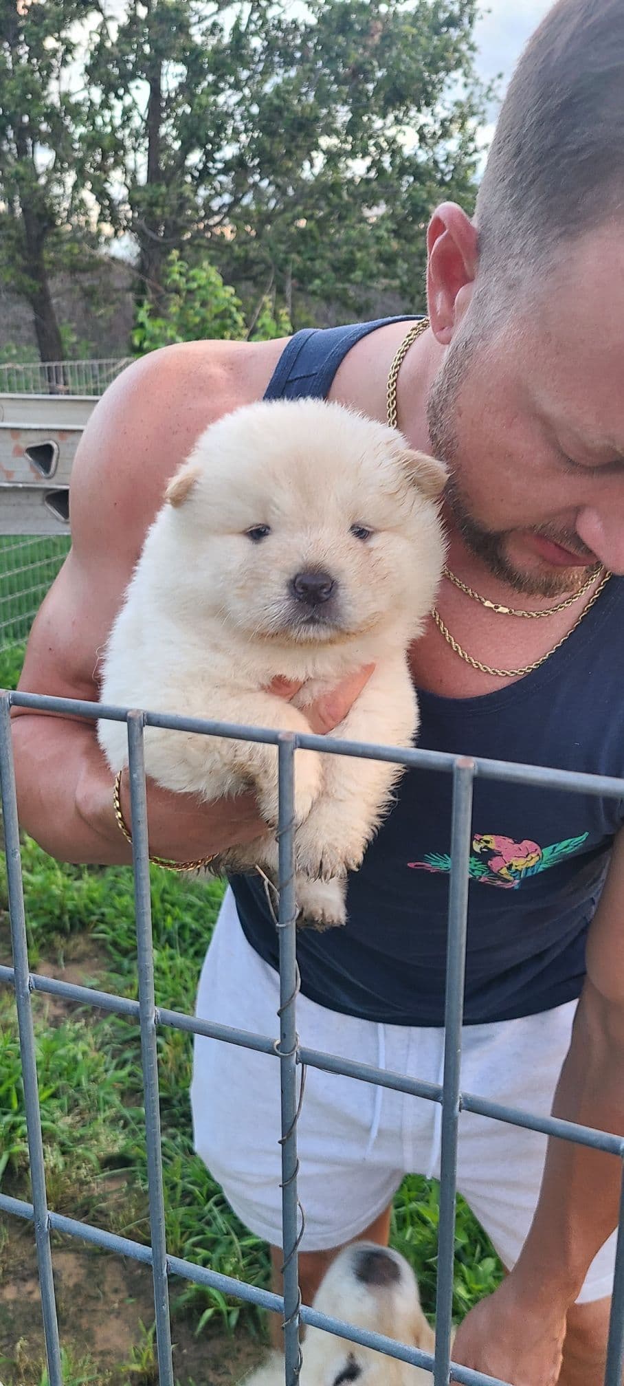 Chow Chow Puppies breeder image 24