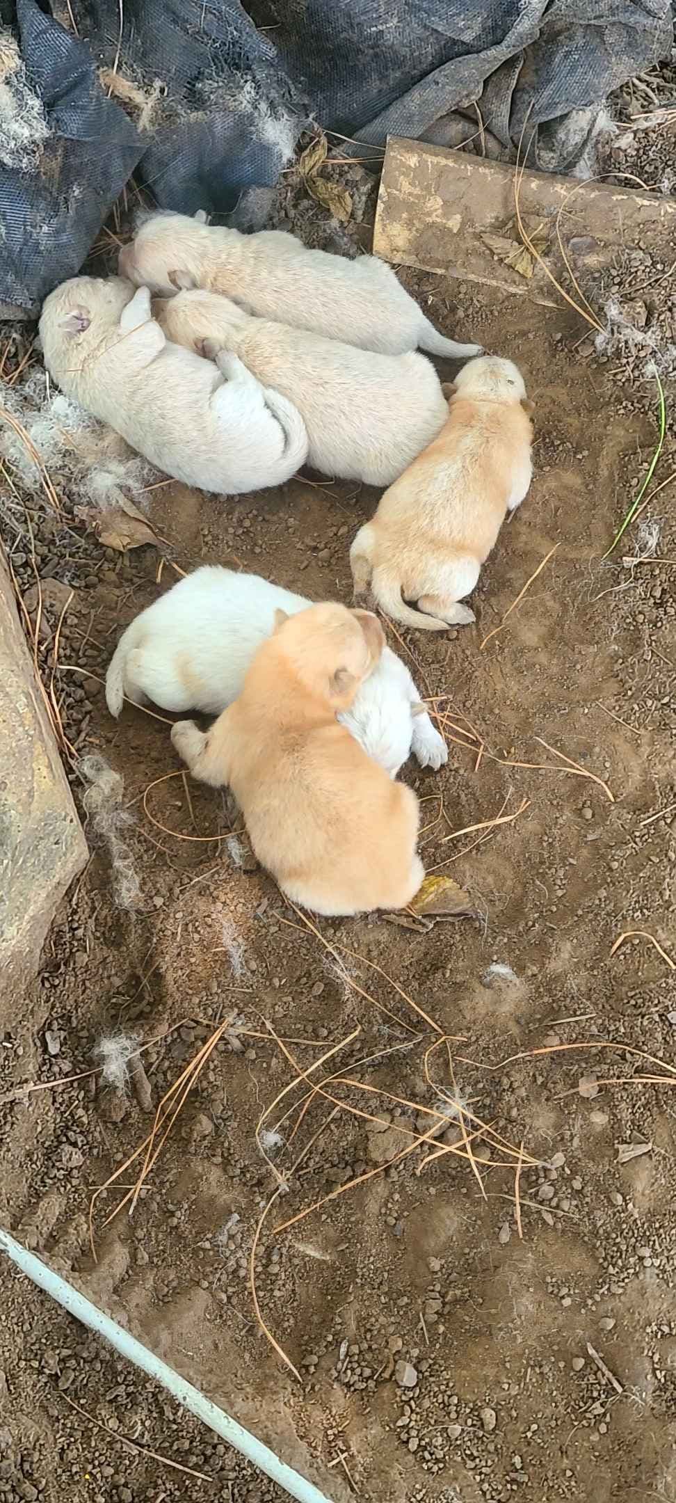 Chow Chow Puppies breeder image 25
