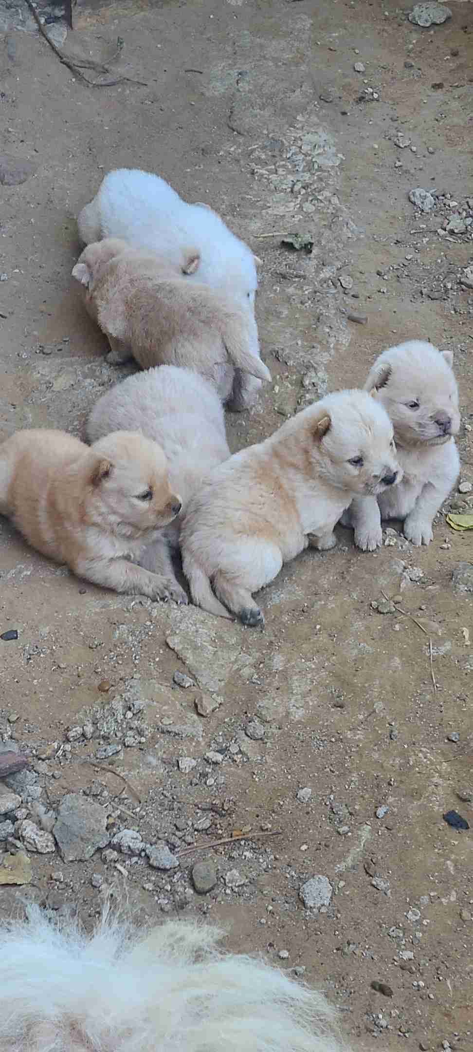 Chow Chow Puppies breeder image 26