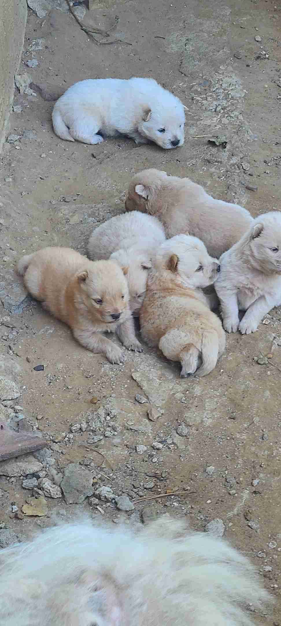 Chow Chow Puppies breeder image 27