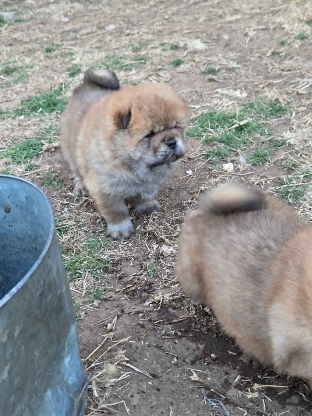 Chow Chow Puppies media 2