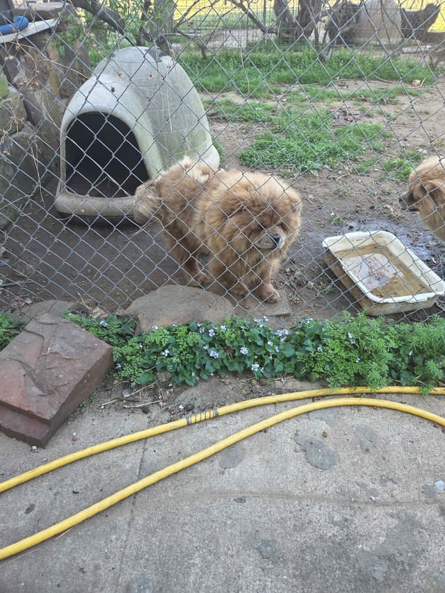 Chow Chow Puppies media 3