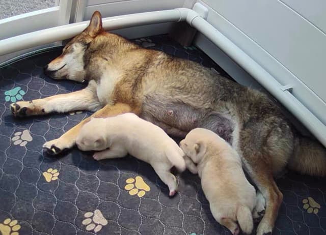 Shiba Inu male Puppies media 4