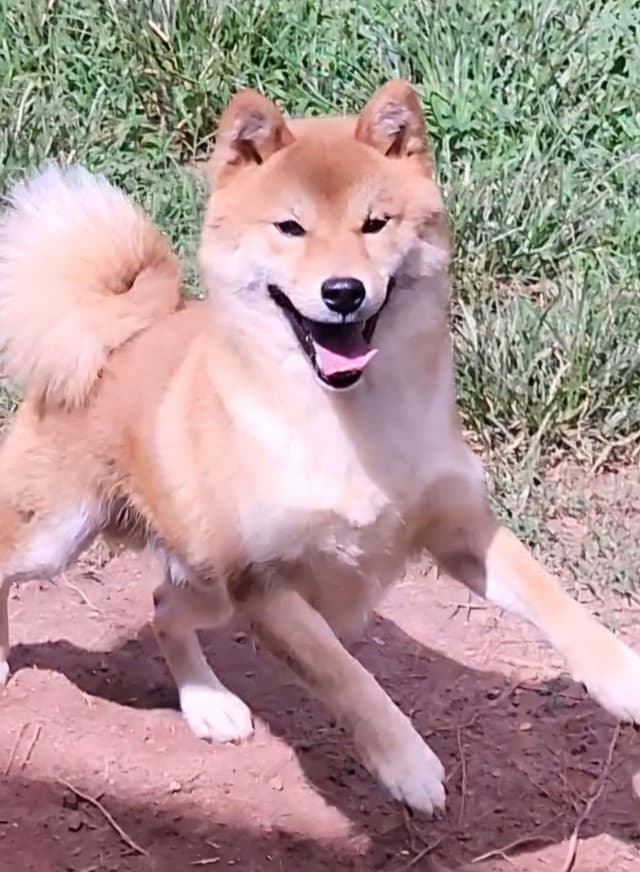 Shiba Inu male Puppies media 5