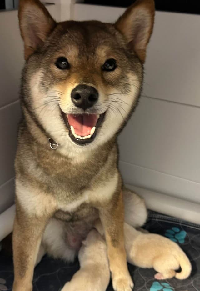 Shiba Inu male Puppies media 9