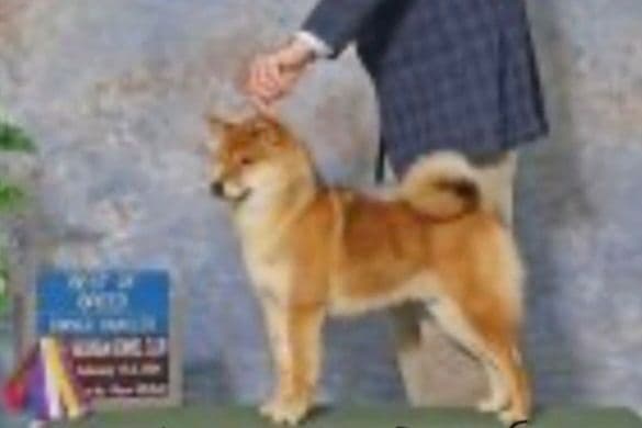 Shiba Inu male Puppies media 3