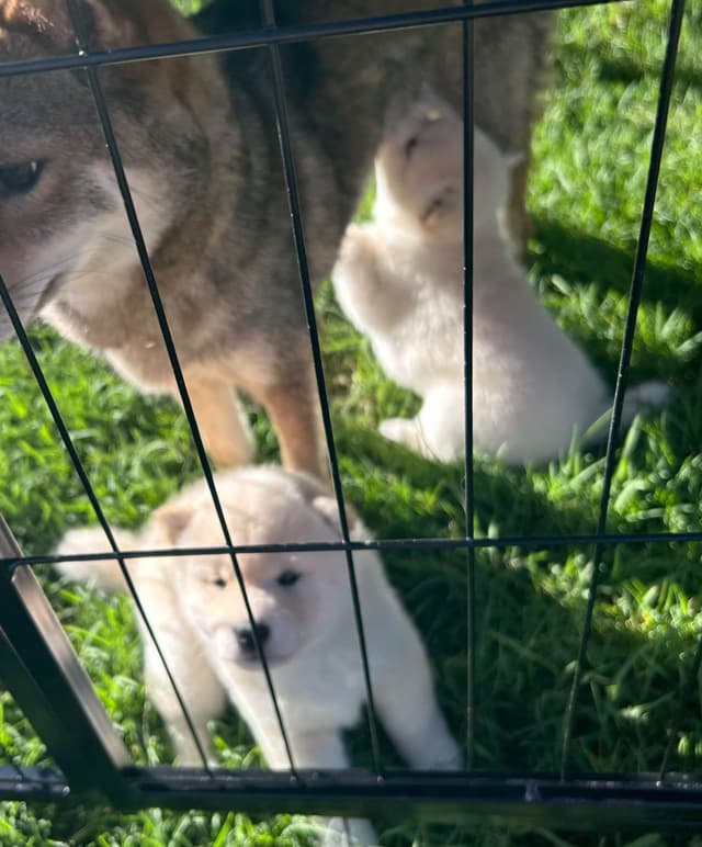 Shiba Inu male Puppies media 8