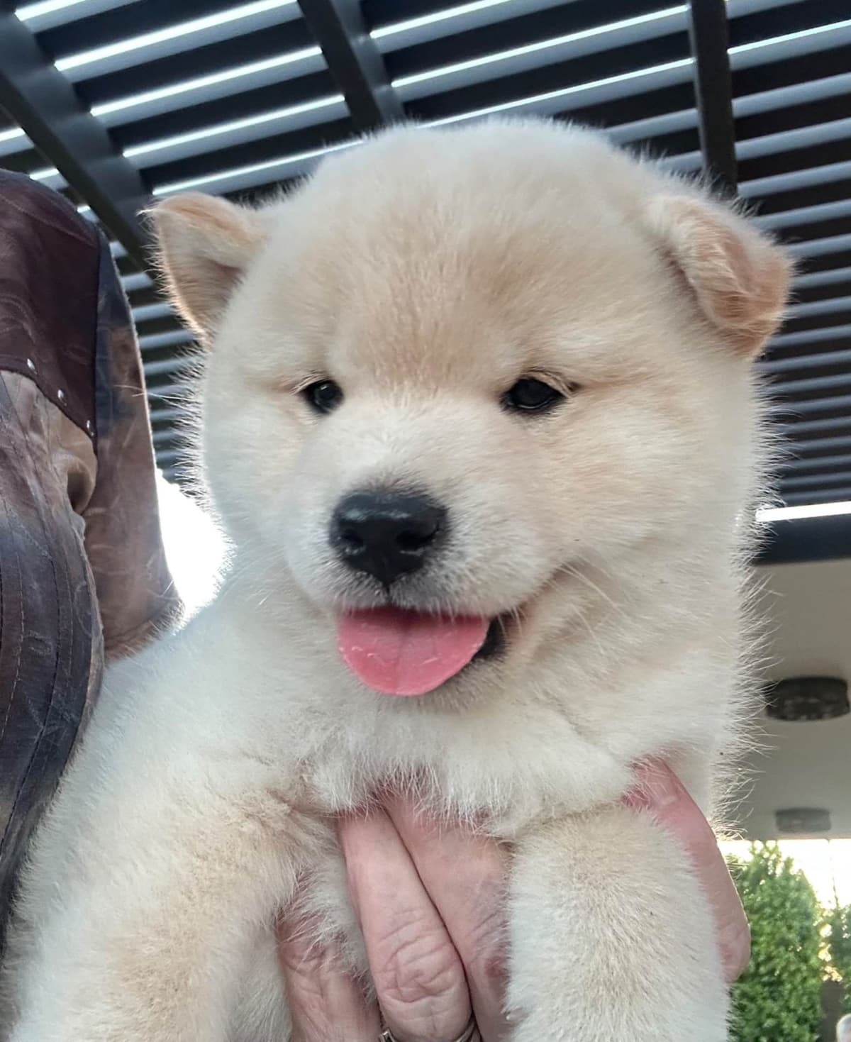 Shiba Inu male Puppies breeder image 1