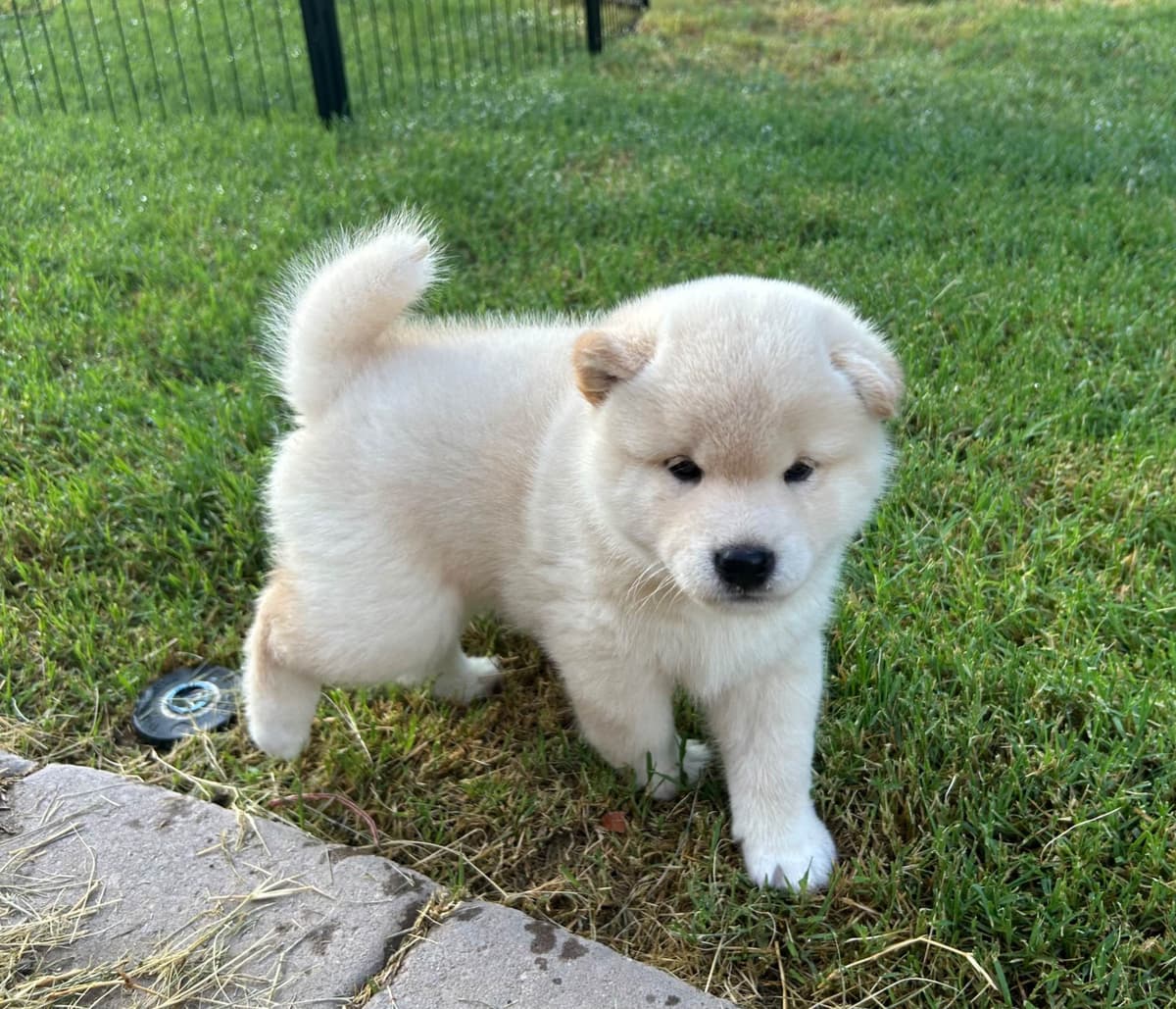 Shiba Inu male Puppies breeder image 3