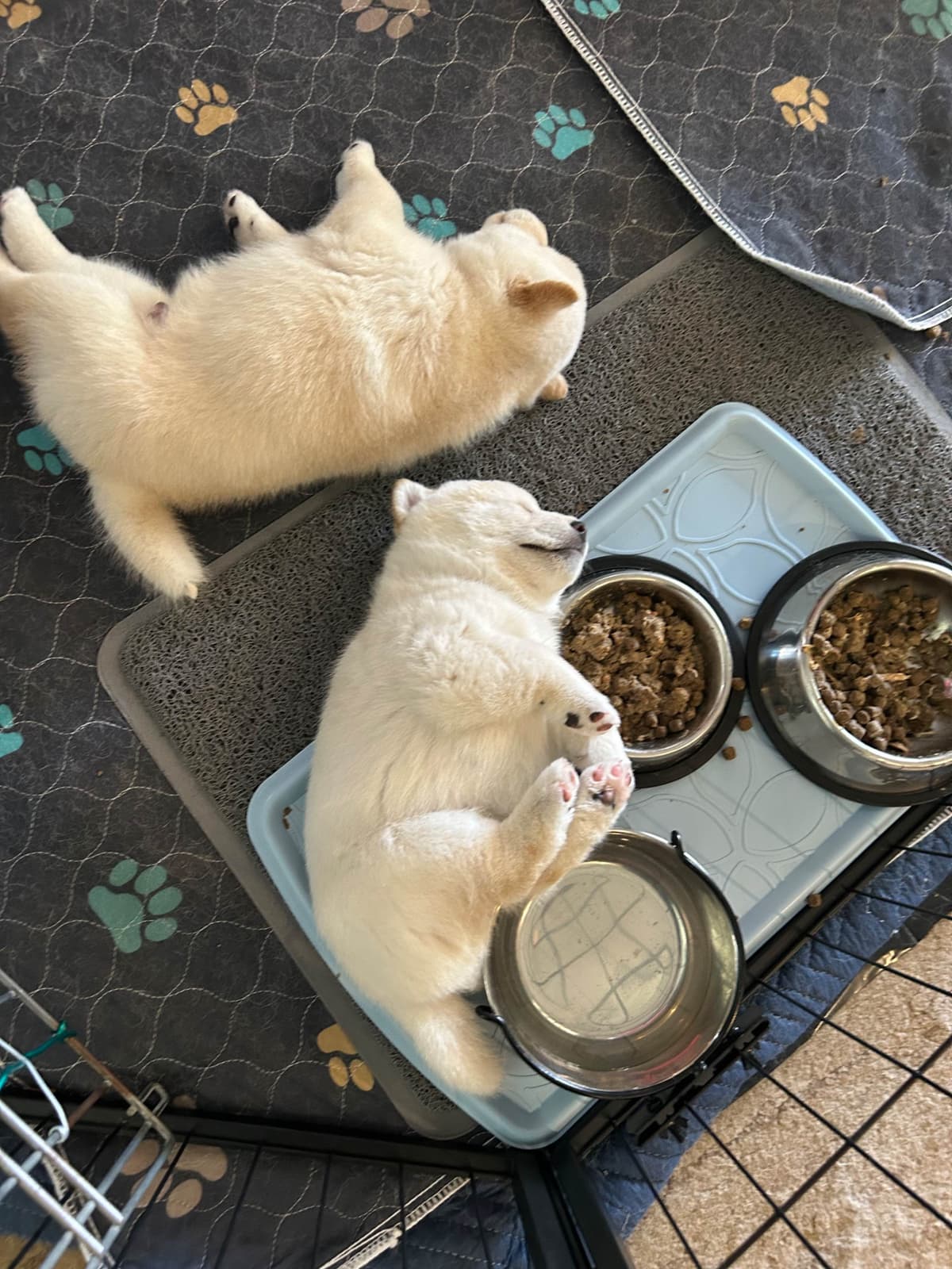 Shiba Inu male Puppies breeder image 4