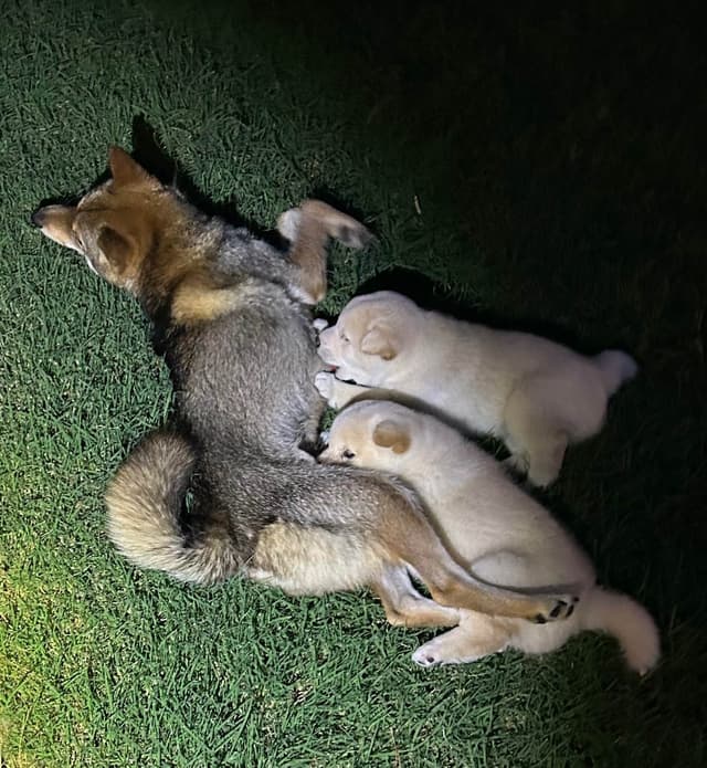 Shiba Inu male Puppies media 6