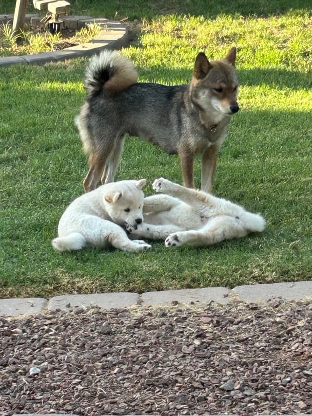 Shiba Inu male Puppies media 11